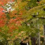 momiji 7 of 21