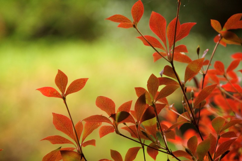 momiji 8 of 20