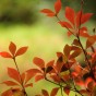 momiji 8 of 20
