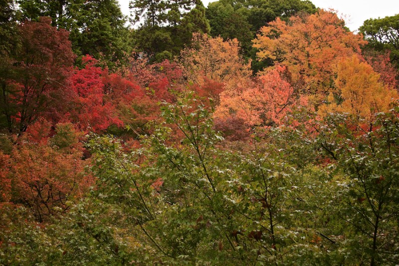 momiji 8 of 21