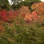 momiji 8 of 21