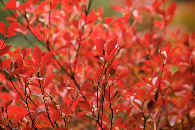 momiji 9 of 20