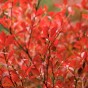 momiji 9 of 20