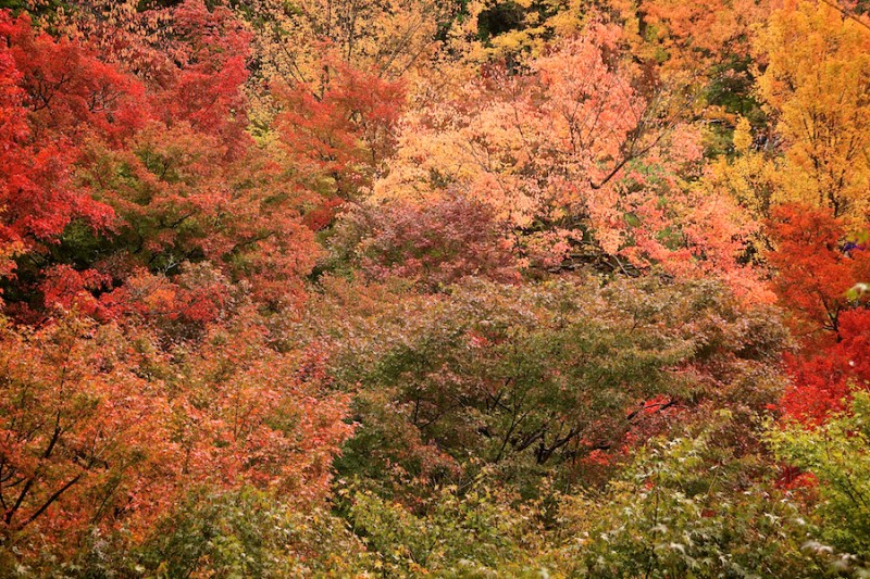 momiji 9 of 21