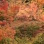 momiji 9 of 21