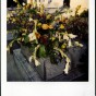 pola 7